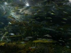 -上海海洋水族馆-停车场