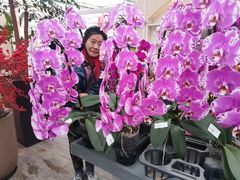-荷兰花海