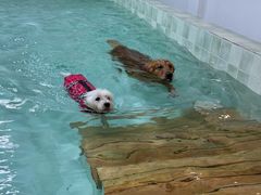 -趣多多宠物公园·宠物训犬学校·宠物寄养