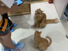 -藏猫猫咖啡主题馆(中央大道店)