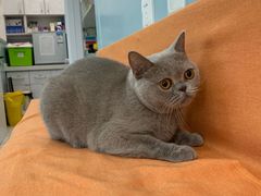 -纳吉亚猫专科动物医院·北北分院