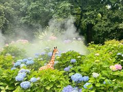 -上海共青森林公园