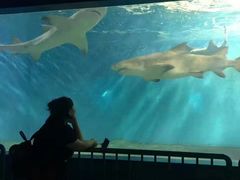 -北戴河圣蓝海洋公园