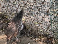 -草根堂农场