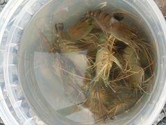 -DGE季风钓虾营地·团建·聚会