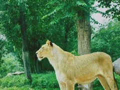 -北京野生动物园