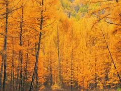 -莫尔道嘎国家森林公园