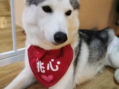 -Husky Go! 哈士奇体验馆·宠物咖啡厅狗咖