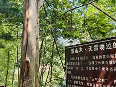 -汤旺河林海奇石景区