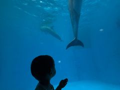 -海合安成都极地海洋公园