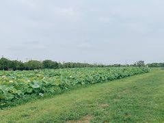 -嘉北郊野公园