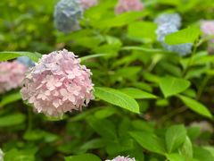 -上海吴淞炮台湾国家湿地公园