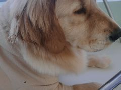 -怪兽屋·羊驼·猫咖·狗咖(俊华广场店)