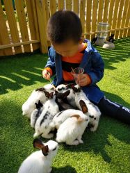 -萌宠亲子动物乐园(槐房万达店)