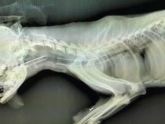 -爱侣宠医·鹦鹉专科·小型哺乳类·异宠专科(灵石路店)