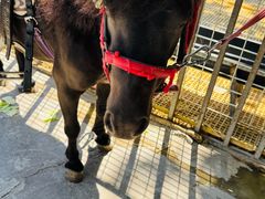 -新疆天山野生动物园