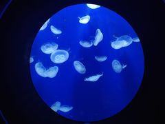 -成都浩海立方海洋公园