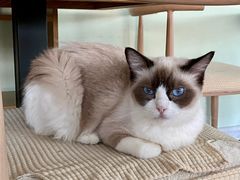 -这儿没有猫·猫咖萌宠馆·撸猫