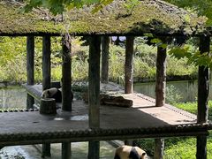 -中国大熊猫保护研究中心雅安碧峰峡基地