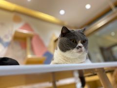 -滚猫咖啡·猫咖·猫友好撸猫(未来城店)