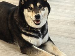 -柴迷FANS CLUB·柴犬狗咖·猫咖