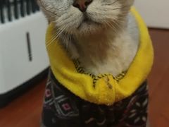 -美联众合动物医院(·中兽医·疑难杂症·严家桥分院)