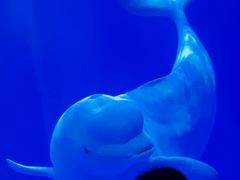 -多彩贵州城极地海洋世界