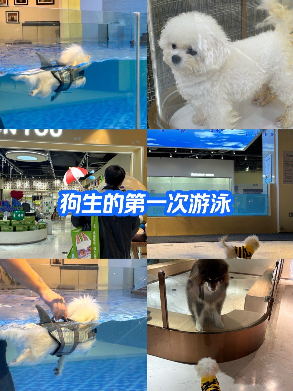 🏊‍♀️毛孩子的水上乐园