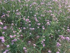 -龙口南山旅游景区