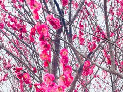 -香雪海