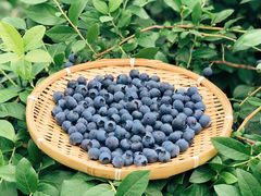 -花山蓝莓采摘园