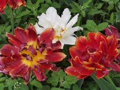 -国家植物园南园