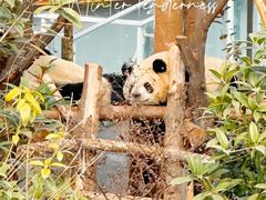 -成都大熊猫繁育研究基地