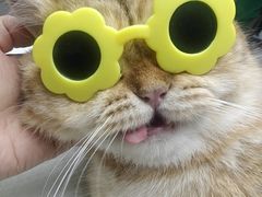 -博特宠物医院24h犬猫全科.骨科·异宠