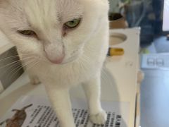 -琪喵猫屋·撸猫猫咖·猫舍
