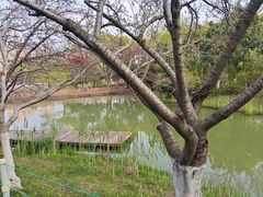 -青枫公园