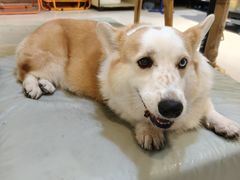 -平行世界·猫咖(首经贸店)