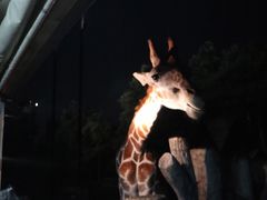 -清迈夜间动物园