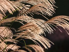 -上海辰山植物园