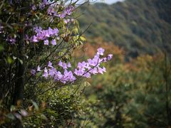 -午潮山国家森林公园