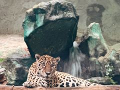 -清迈夜间动物园