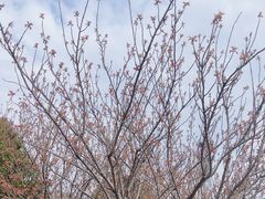 -高东镇樱花园
