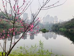 -重庆彩云湖湿地公园