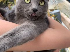 -喵屿·大理花园猫咖