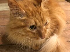 -more than meow吴止猫主题餐厅(承德 中船汇店)