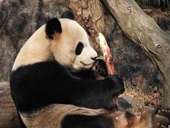 -都江堰中华大熊猫苑