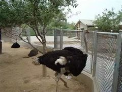 -石家庄市动物园