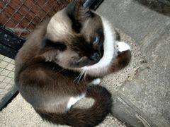 -猫咪博物馆(顶澳仔猫街店)