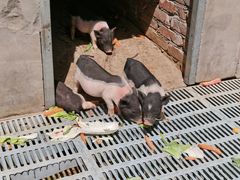 -北京鹿世界主题园