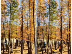-番禺大夫山森林公园